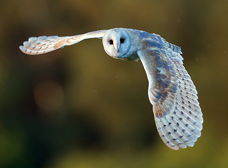 Barn Owl ©2014 Martin Seward