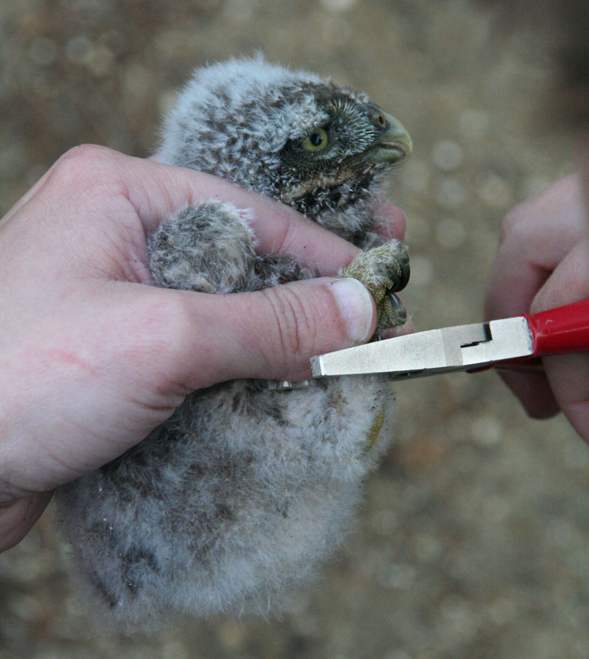 A Little Owl in the process of being rung ©2010 Iain Oldcorn
