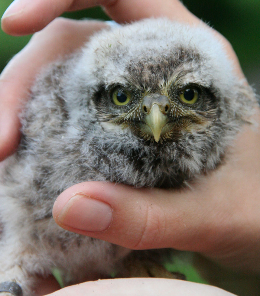 A Little Owl in the hand ©2010 Iain Oldcorn