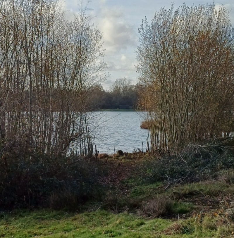View from the owl box